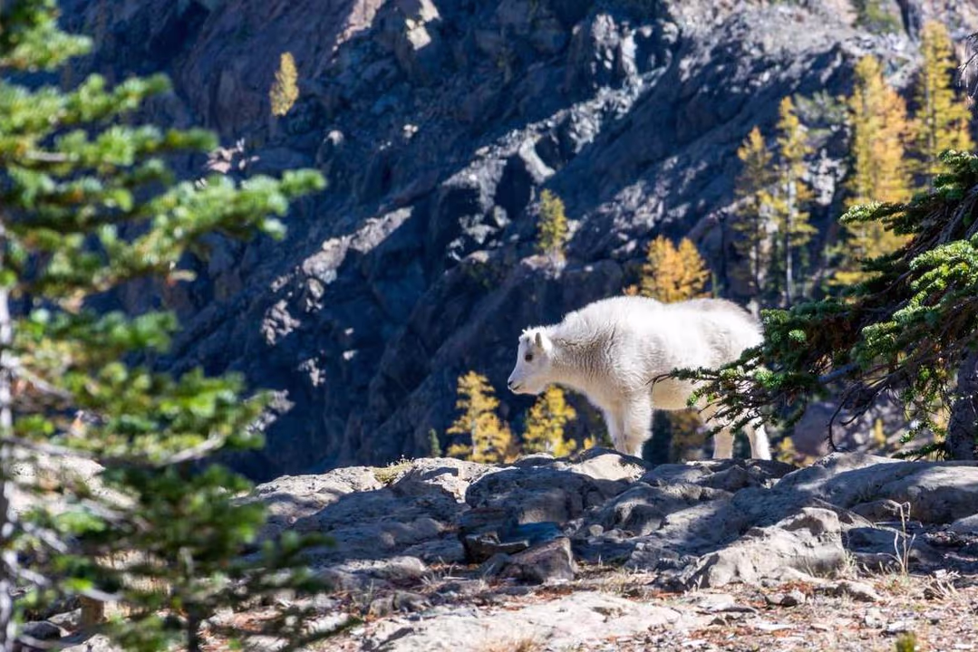 E-Commerce Checkout Conversion Optimierung Mobile-First Design