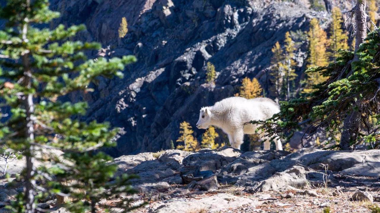 Senior UX Designer präsentiert ein SaaS Dashboard Redesign in Figma